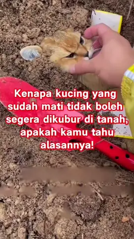 🙏 #fyp #cat #kucing #dokterhewan #monmonoko 