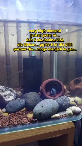 si gembul dah ade makwe la...
