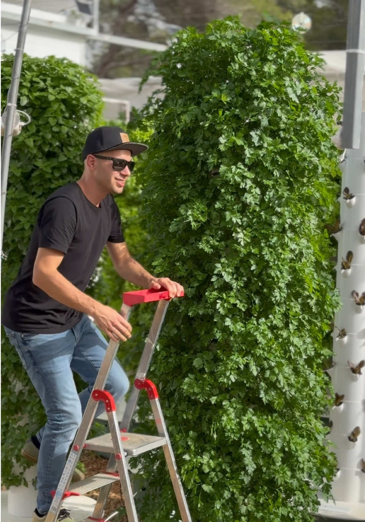 We grow hundreds of different crops vertically, from leafy greens and herbs to vegetables and fruiting crops, all using the same nutrient solution. We grow outdoors under natural sunlight, but the same system can be used in a greenhouse or indoors under LED lights. It’s incredibly versatile while remaining very simple to operate. We use reverse osmosis water as our baseline and automatically dose the same nutrients across the entire farm. Because the roots are irrigated intermittently throughout the day, each plant absorbs what it needs. There are no complicated computer systems or programs. It’s a very analog setup, but highly efficient and consistent, allowing us to maintain stable pH, EC and TDS while growing a huge variety of crops at the same time. #farming #agriculture #gardening #aeroponics #hydroponics 
