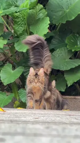#cat #tiktoktrend  #viral #fyp  #foryou 