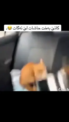 #cat #پشیلە #قطة #funny #muhammadyousif7 ……>…