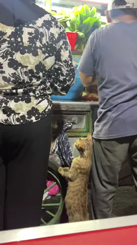 Apalah kucing ini pengen Nasi goreng 😂😂😂