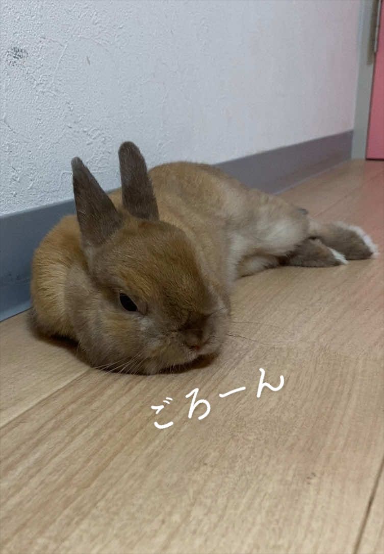 ゆっくりゴロンしたね😴 #うさぎ #うさぎのいる生活 #rabbit 