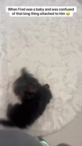It's Great Being A Dog, POV: You're A Happy Dog #gooddog #doglife #happycanine #DogsOfTikTok #creatorsearchinsights