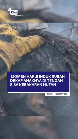 induk rubah lindungi anaknya dari kebakaran, kasih ibu tiada duanya....