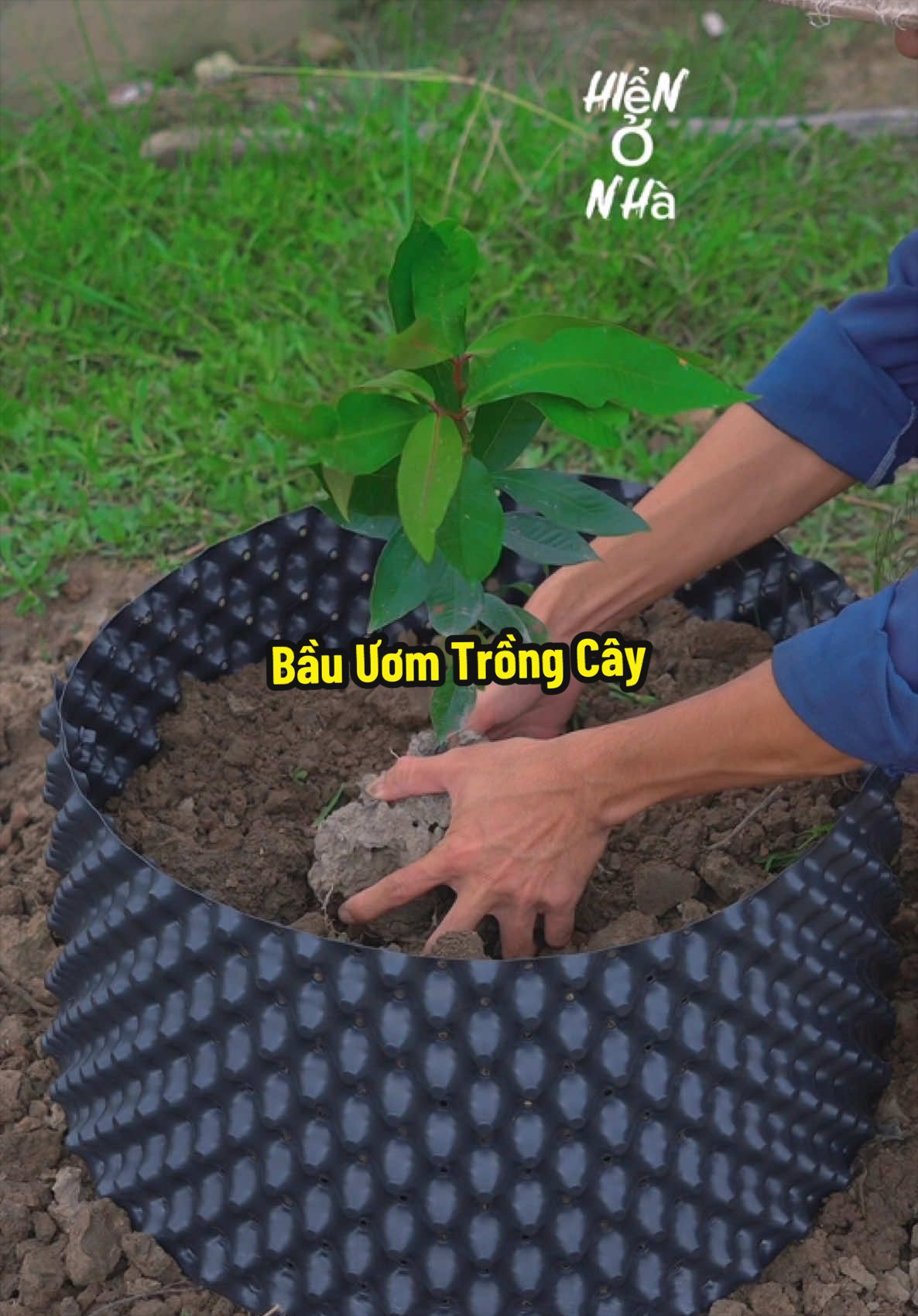 Bầu Ươm Trồng Cây - Trồng Cây Mận Mst Hạt #hienonha 