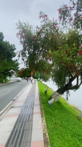 Đà Lạt chiều mộng mơ #thinhhanh #dalat #xuhuong 