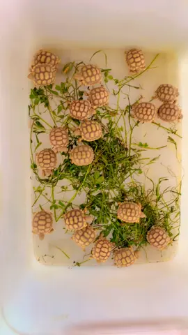 Sulcata tortoises 🐢 #sulcata #sulcatatortoise #tortoisepet #tortoisefarm #tortoisesoftiktok 
