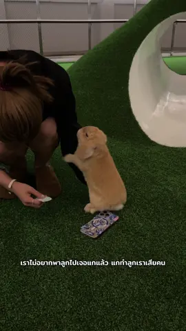 แกทำลูกเราดูแย่🥹  @ธดา #กระต่าย #bunny #คลิปตลก