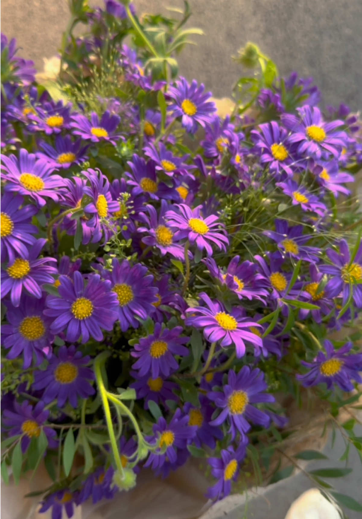 Màu tím - màu của sự mộng mơ 💜 #onlyloveflowers #flowers #hoadep #hoaxinh #hoatuoisaigon 
