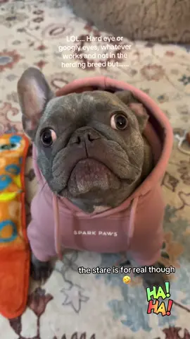 Friday Funny No one loves this girl more than me but her eyes are the funniest thing, I call her Steve Buscemi all the time….IYKYK. LOL#foryoupage #funnydog #dogsoftiktok #frenchbulldog #cutedog 