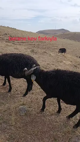 zizce berane kev kaç yaşında 🤔
