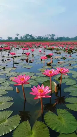 হাওয়ায় হাওয়ায় দোলনায় দোলে_______🌿🥰❤️