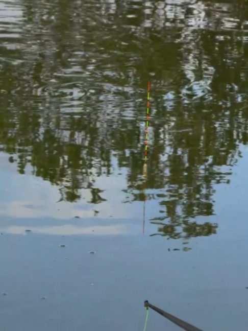 🎣 Câu rô phi mà con nào cũng béo ú. #fishinglife #fishing #viralvideo