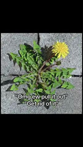 @CycleAI for fun AI chats #bp #looks #lm #flowers #flower 