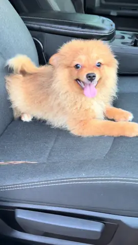 #pomeranian 