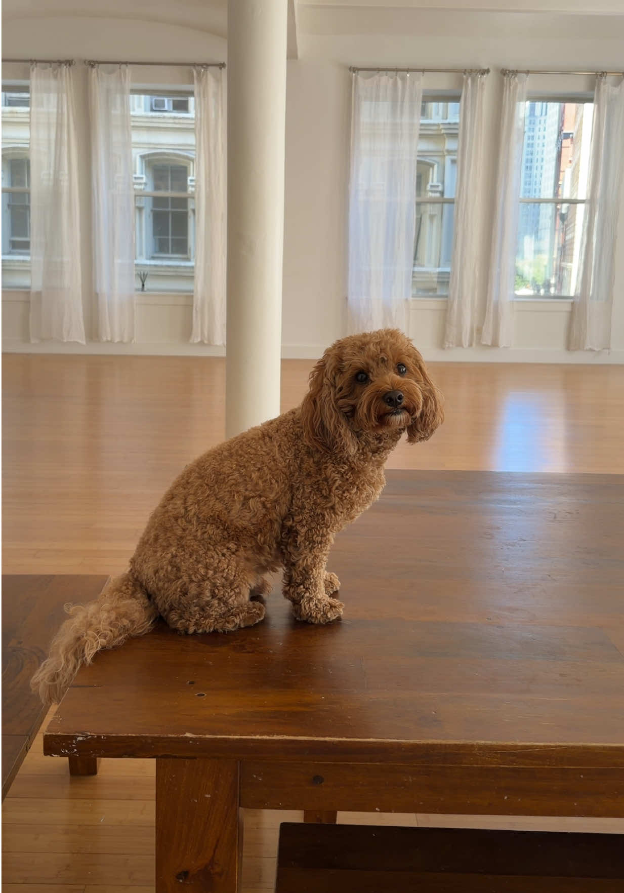 Who wants to give me attention? 🐶🤍 #owningmanhattan #cavapoo 