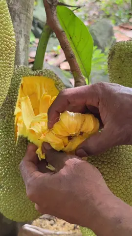 Panen cempedak / nangkadak nih yg bener. Coba komen2 yang tau. 