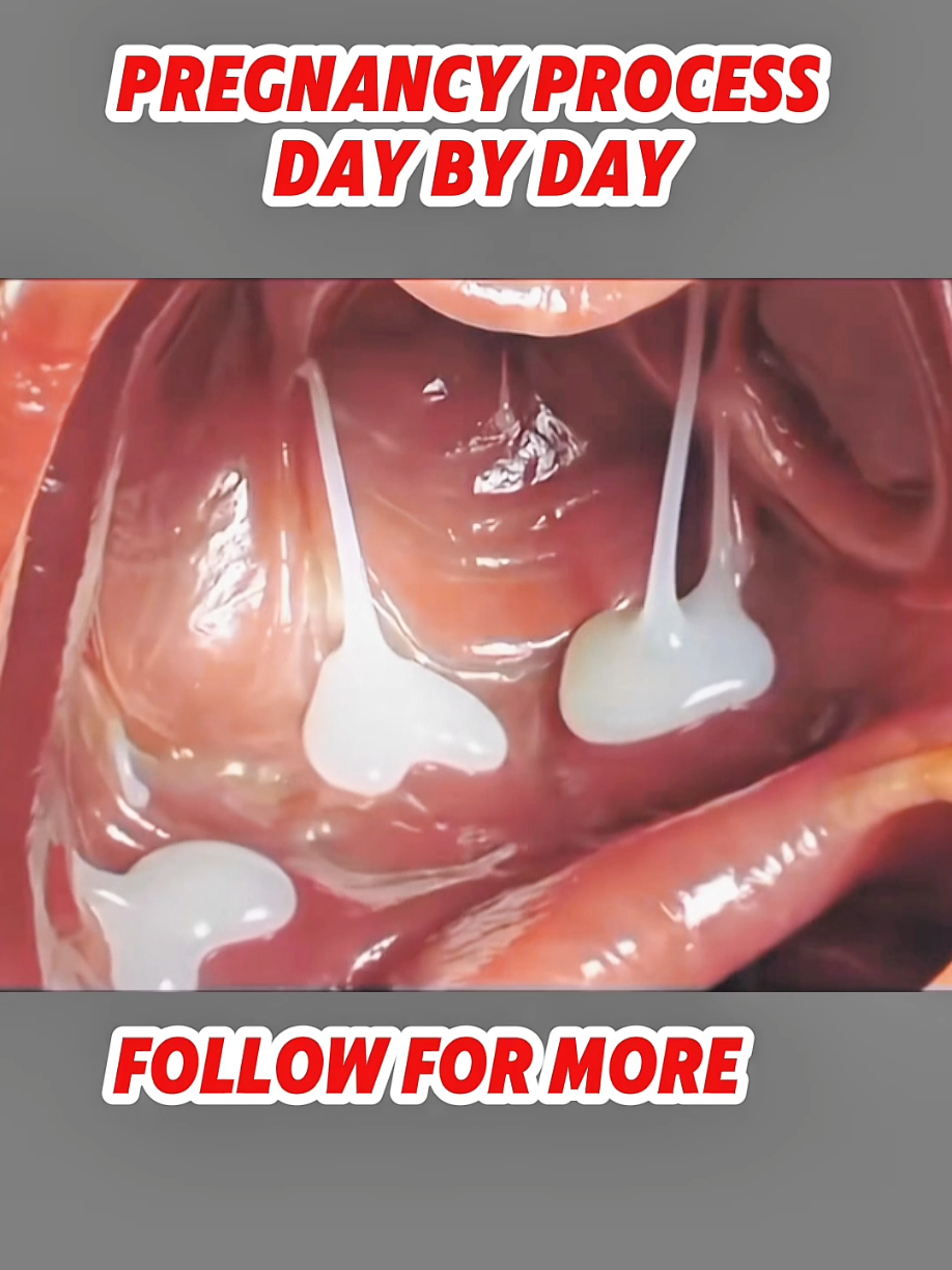 #pregnancyjourney development process 1 day to 7 weeks.... #healthy #embryonic #pregnancy  #tiktokgrowthchallenge 