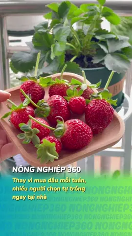 #nongnghiep360 #tiktokgiaitri #tiktokviral #dautaychiunhiet 
