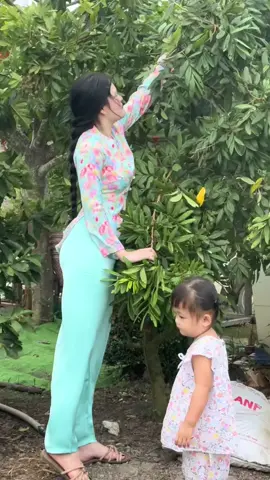 Mỗi lần về chơi là cháu đòi dì 7 dẫn ra hái nhãn à🙄#binhyen #mientay #quehuong #xuhuong 