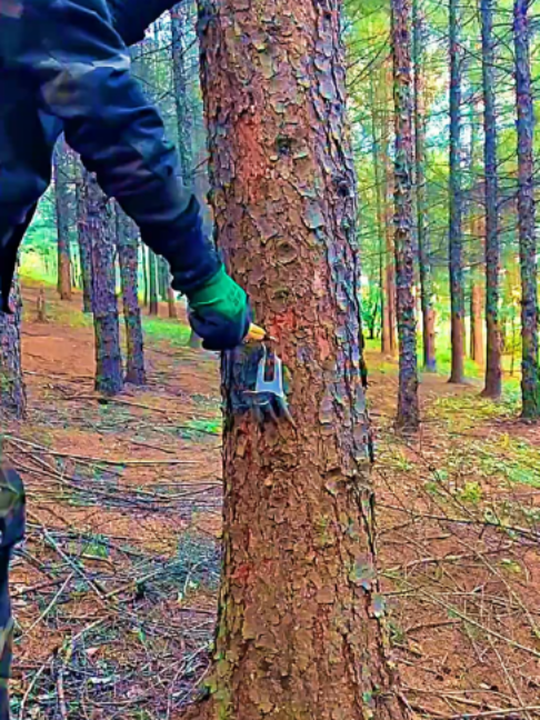 Tall Tree Climbing: The Use of Tree Climber's Iron Claw Shoes