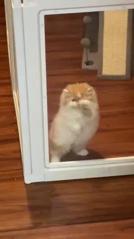 She is ready for breakfast #twentythirdavenuepersians #kansas #catslovers #persiancatsoftiktok #breakfast