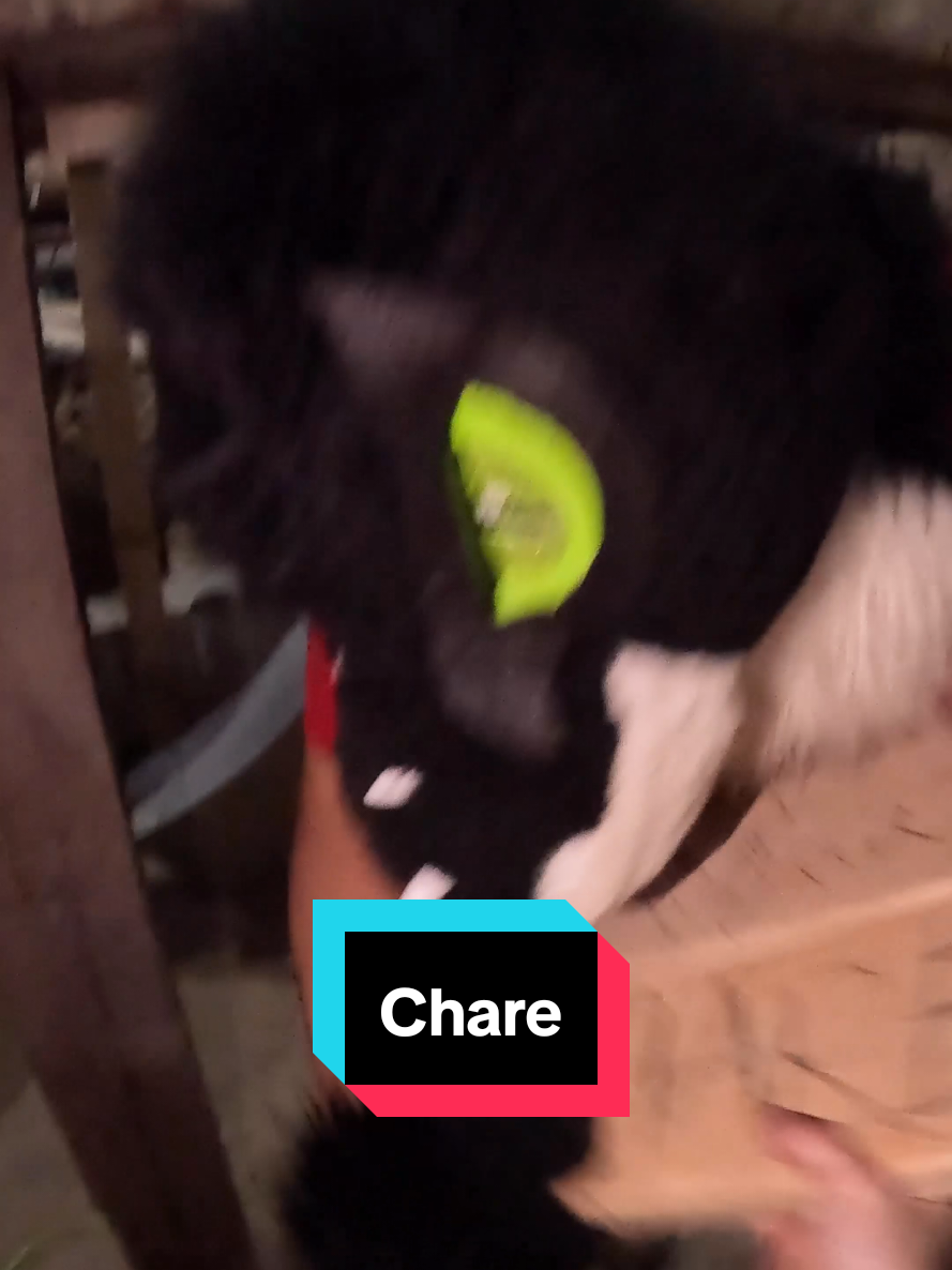 Chare  #dragon #furries #fursuit #homunculus #furry 