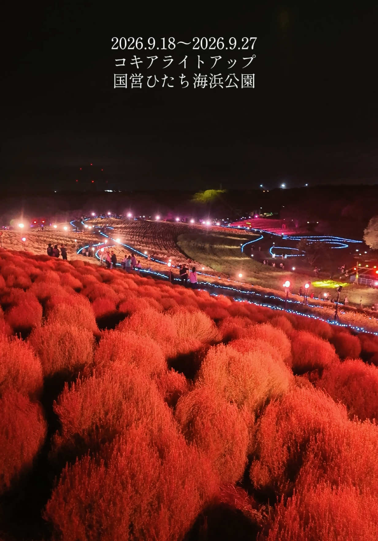 2026.9.18本日スタート♪初めて見るひたち海浜公園のコキアライトアップ✨ 📍ひたち海浜公園 🗓️2026.9.18〜2026.9.27 ⏰17:00〜21:30 （点灯時間は17:30〜21:15） ※雨天中止 #コキア #ライトアップ #茨城 