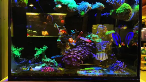 Góc thư giản #cabien #sanho #nemo #canuocman #dory 