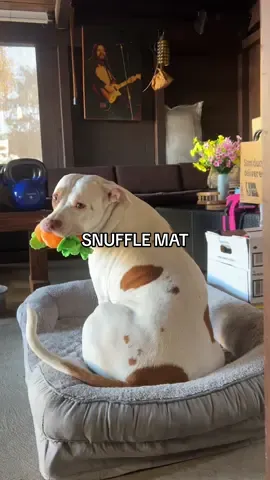 Snuffle mats are great for fast eaters, dogs who get bored easily, but each of these carrots double as a stuffy toy bc they squeak!! 🐶 ❤️ 🥕 #snufflemat #dogmom #dogenrichment #dogtoys 