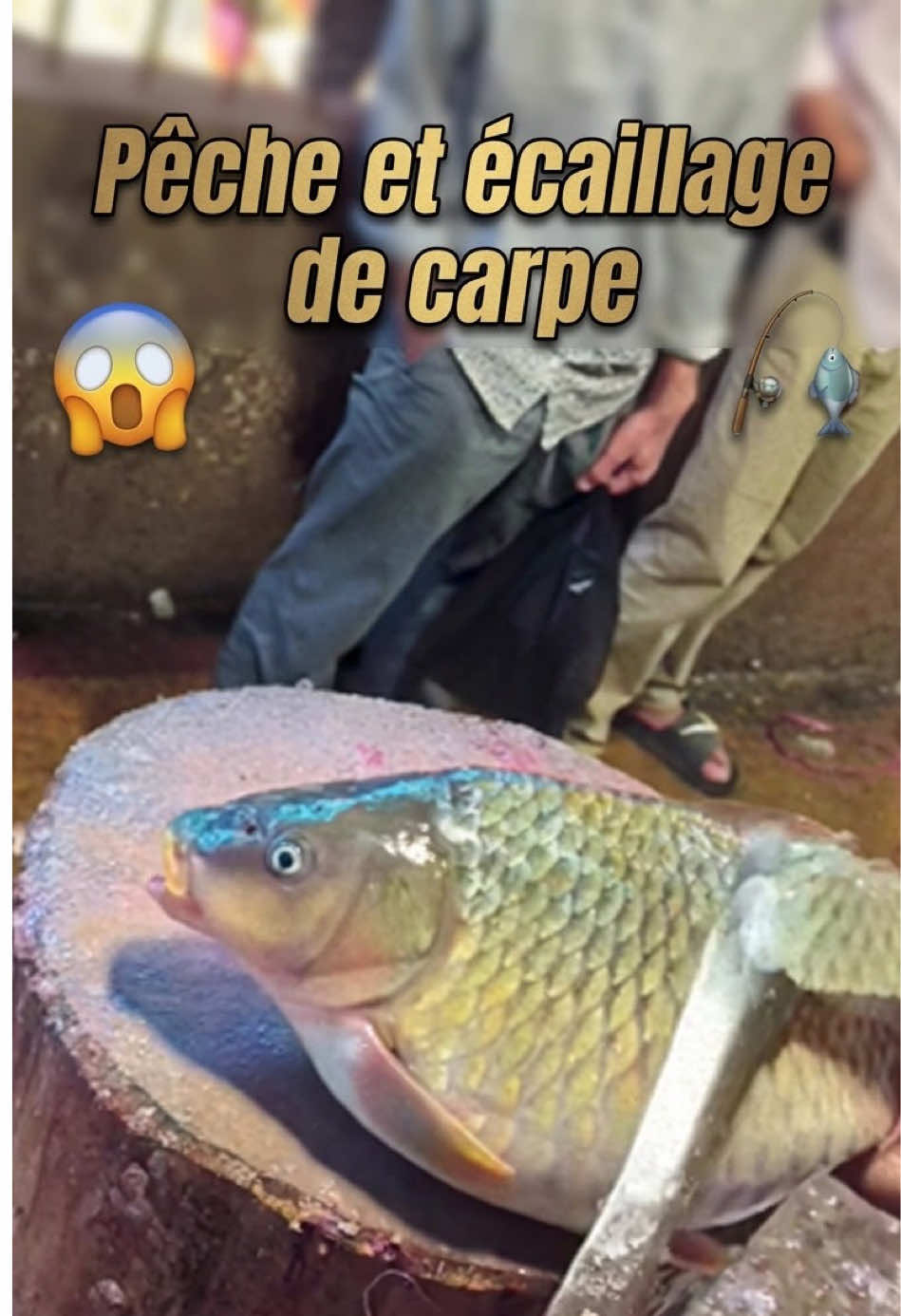 Apprends plus sur la pêche Marine et regarde les autres vidéos de pêche sur ma chaîne ##apprend##pêche##poisson##apprendssurtiktok##marin