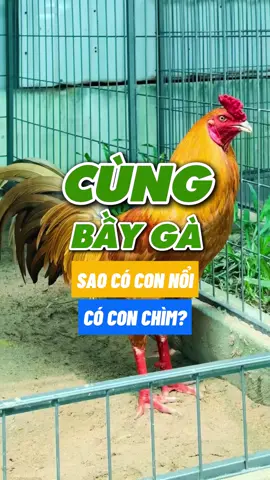 Cùng một bầy gà , sao có con nổi ,có con chìm ? #chienke #chienkevietnam #tiktokgachoivietnam #toiyeugachoivietnam #toiyeuchienkevietnam 
