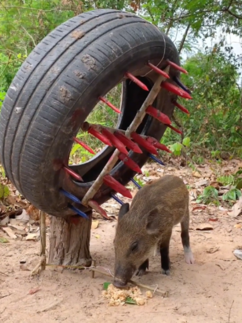 DIY Unique Wild Boar Trapping Using Sharp Wood #boar #wildlife #animals