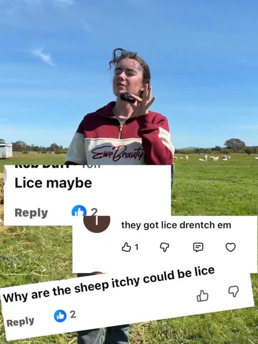 They Tried to Explain My Sheep to Me #lambs ##sheep #farmers #farming 