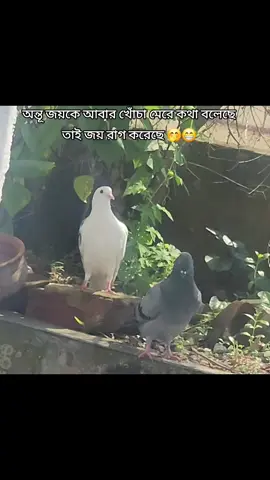 পায়রা দেখলেই কেন জানি জয় আর অন্তূর কথা মনে পড়ে..... সব ধরনের বই পেয়ে যাবেন @পাতা উল্টাও বইঘর 📚 #plzunfrezemyaccount #plzsupport #foryou #foryoupage #tiktok @For You @For You House ⍟ @TikTok @TikTok Bangladesh 