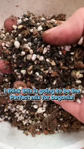 I’m trying a new begonia mix and I got the recipe from @Phoebe but I did add in great white and a little bio char !  Let me know if your gonna try this mix!  #begonia #begoniamix #plantsoftiktok #soilessmix #substrate 