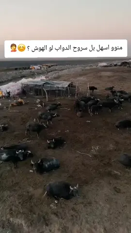 اطوناا مواقف صايره وياكم ونتم سارحين بلحلال 🐃🤍#ابن الـريف 🐃🍂#دواب_اهل_جنوب #العراق #حسابي_جديد #تابعوني 