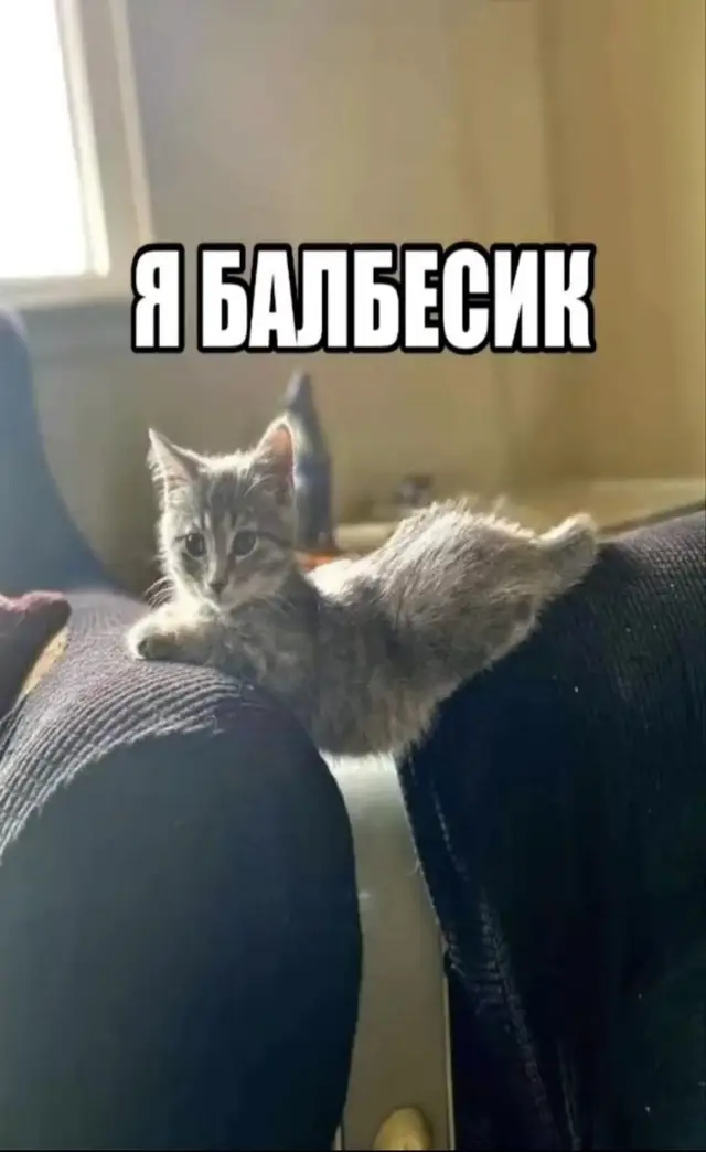 Cats are the most popular pet in the world #cats #kittens #cute #photo 