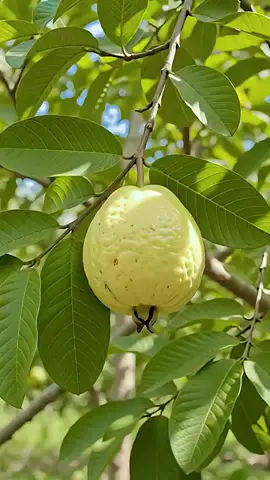 الرحمن علم القران خلق الانسان علمه البيان الشمس والقمر بحسبان والنجم والشجر يسجدان والسماء رفعها ووضع الميزان الا تدغوا في الميزان واقيموا الوزن بالقسط ولا تخسر الميزان والارض وضعها للانام