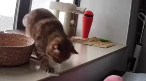 #PetsOfTikTok   #dogsoftiktok   #catsoftiktok   #funnydogs   #funnycats