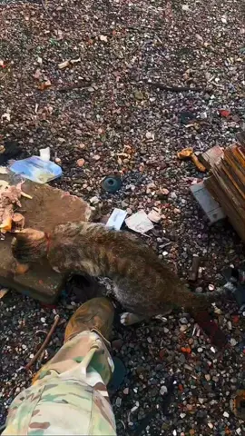 cat rescue. #catoftiktok #petlover #catrescue #fyp #viral 