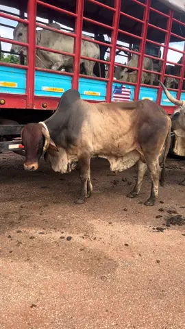2 months lets keep moving @Jara Musah @AMIN'S FARM🐄🐂 @Royal🤴🏾Farms @FREDDIE🇬🇧🇬🇭 @@RichFarmer.Com✅🐄 