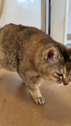 @toletole_meimei #meimei #savemeimei #cat #toletolecat #toletole 