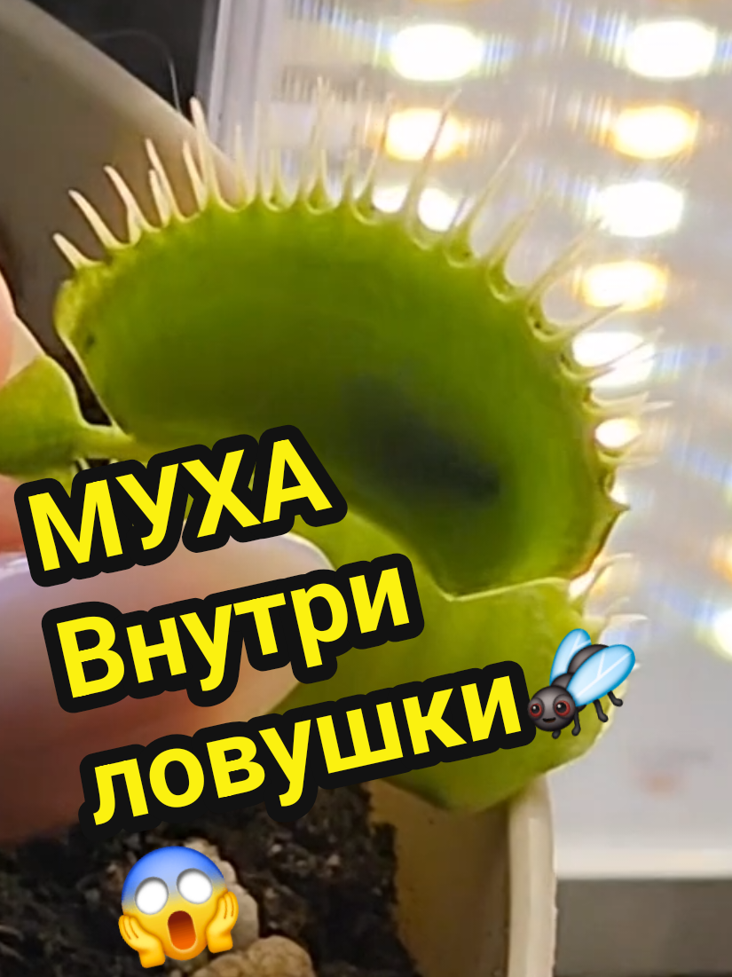 Мухоловка кушает, АСМР #хочувреки #asmr #vish #vish_asmr #асмр #Мухоловка #венеринамухоловка #муха#кушает #земля #растение #саррацения#хищники