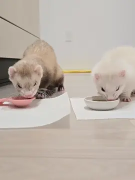 #FluffyFriends #ViralPets #TrendingPets #FYP #SleepyFerret 