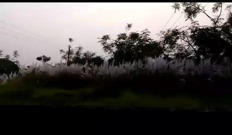 কাশফুল তুমি ছুঁয়ে দিও তাকে