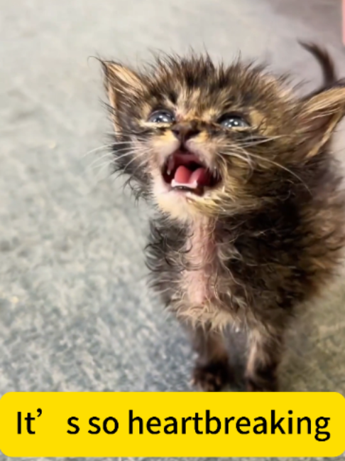 It’s so heartbreaking#cat #cats #catlover #catsoftiktok #catlovers