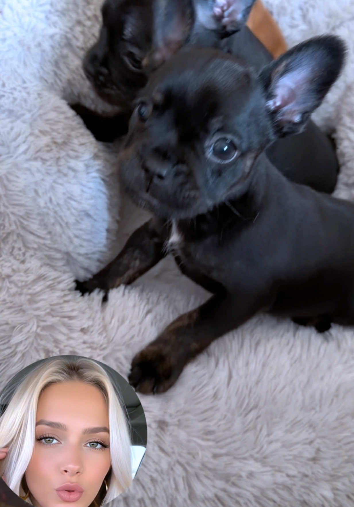 ❤️🖤❤️❤️🖤❤️ #frenchbulldog  #puppydog  #cutepuppy 