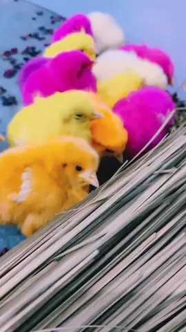 #chick #baby #fyp #viral 